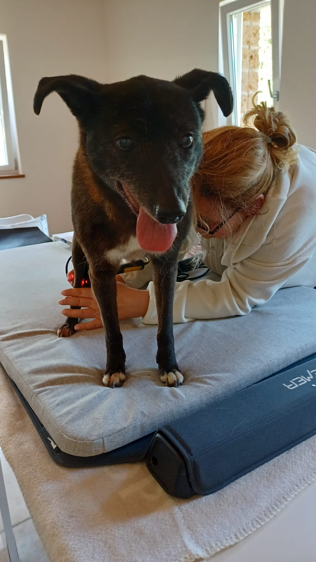 Laserfrequenztherapie beim Hund