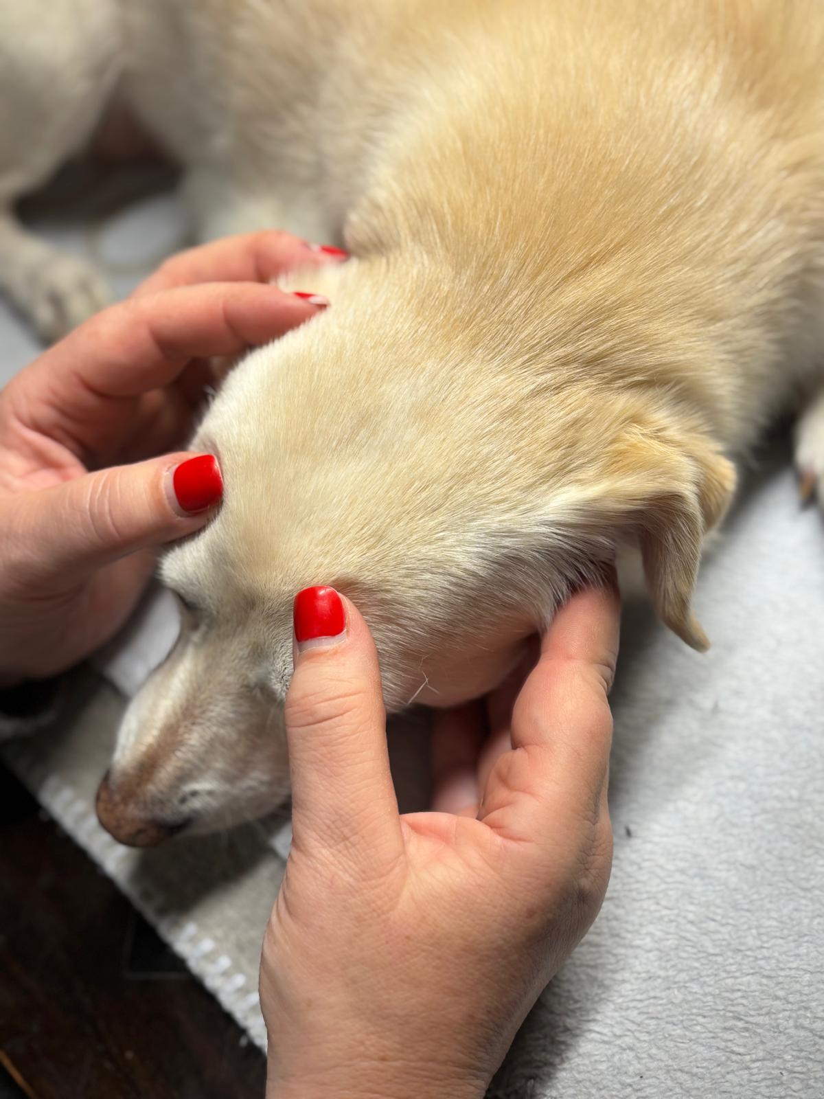 Osteopathie beim Hund